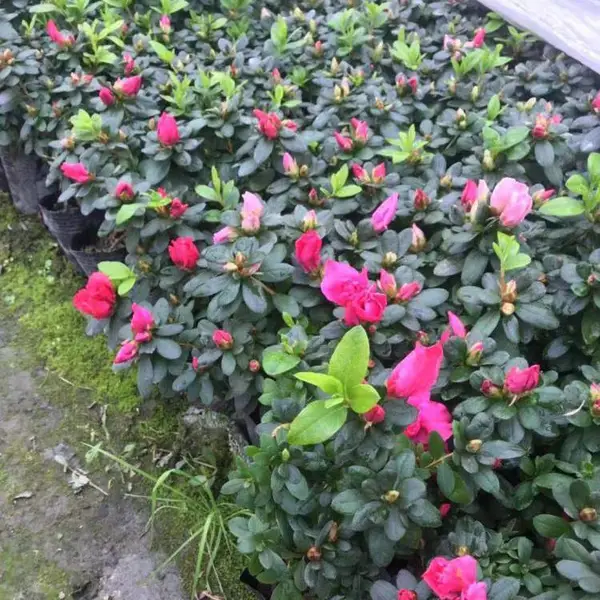 �������ش�������13���߶�15�������ϵĹ�����Ŷ�ļ����̻��