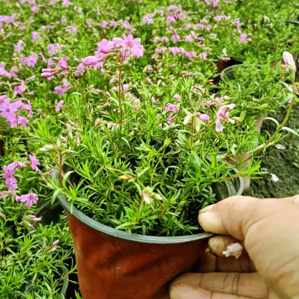 基地种植批发福禄考 耐寒好养 花色艳丽 花坛花境地被观赏草花 量大从优