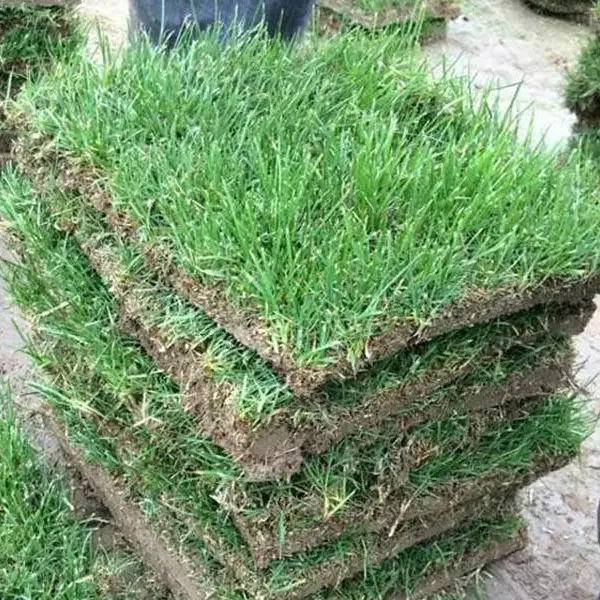 阜阳绿化马尼拉草坪-绿化马尼拉草坪基地-春风草坪(推荐商家)
