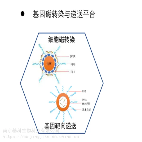基科生物提供基因磁转染技术服务