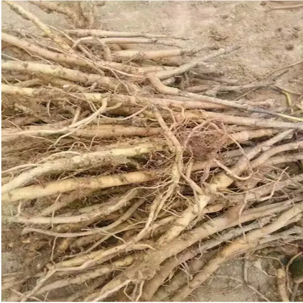 一年牡丹苗大量批发 牡丹花苗