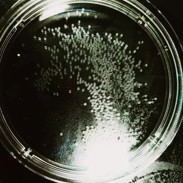 斑马鱼3-7天幼鱼胚胎鱼卵科研药理毒理成像水质监测AB/TU品系