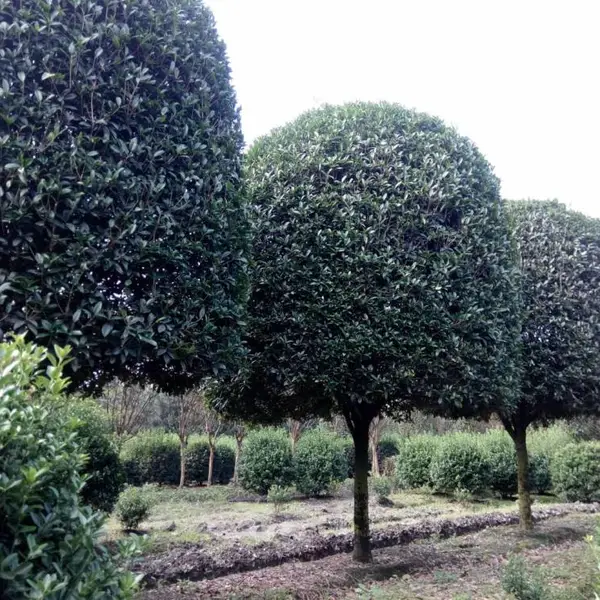 18公分精品桂花树价格 成都的桂花批发 桂花造型苗木