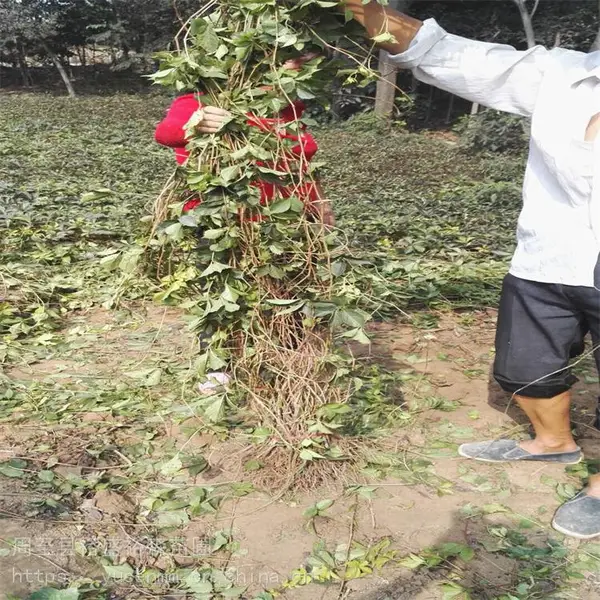 甘南爬墙虎 护坡绿化常用爬藤系植物 爬山虎五叶地锦