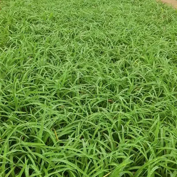 北京大花萱草批发大花选错基地大花萱草种植