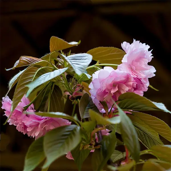 苗圃出售绯红晚樱树苗 风景区 花坛花镜绿化淡香性花卉