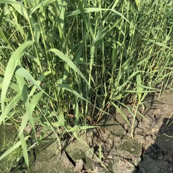 佳颖水生植物基批发芦苇 芦苇价格 芦苇苗圃 浙江芦苇 芦苇湿地绿化