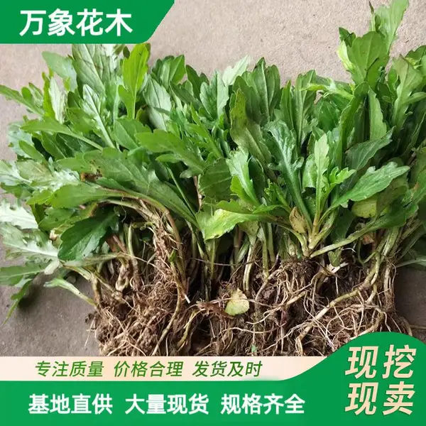 马兰头小苗 野菜马兰头苗 四季栽种易活新鲜蔬菜苗阳台庭院