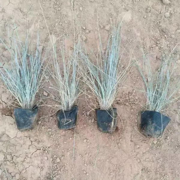 供应商蓝羊茅工程苗 耐寒耐旱耐贫瘠 公园花坛色块造景草 禾林