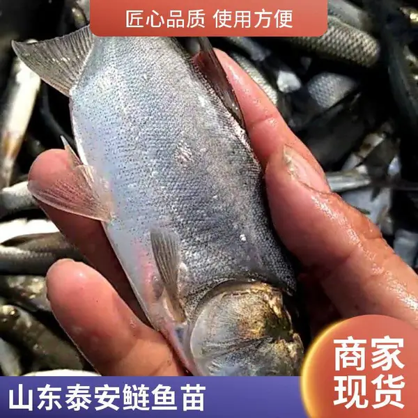 本地花鲢苗白鲢鱼苗养殖场山东泰安花鲢鳙鱼白鲢鲢鱼苗适合水库增