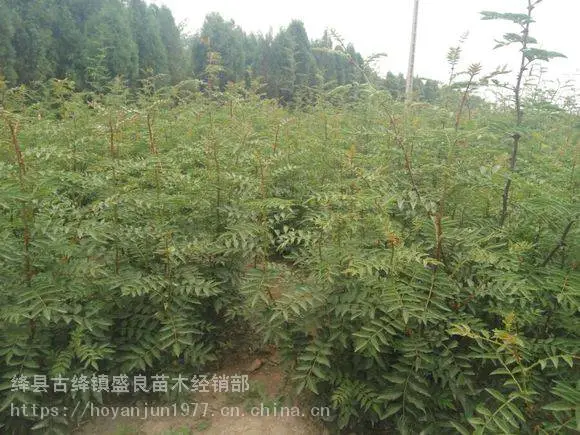 供应花椒树苗、山西花椒树苗、大红袍花椒树苗
