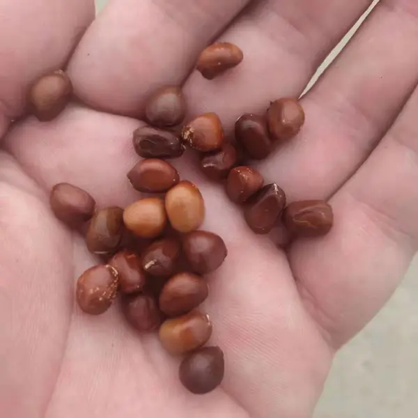 赤芍籽 中药材育苗种子 产地现货供应