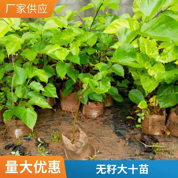 四季长果桑葚 嫁接果桑苗 规格齐全 果肉好 品种多样 可基地看苗