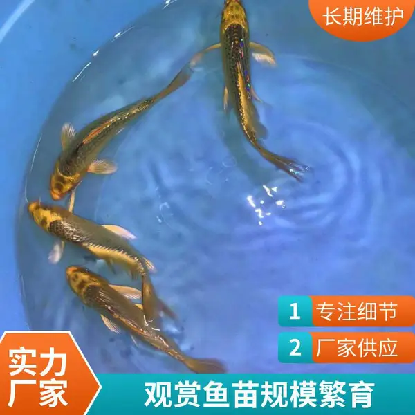 山东日照本地观赏鱼苗养殖场 锦鲤鱼苗 鱼池观赏专用抗寒苗