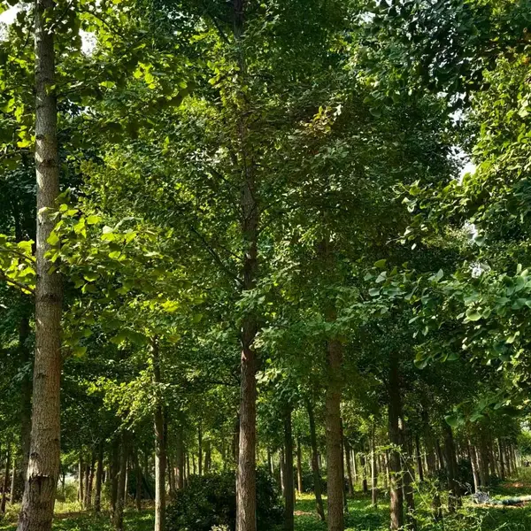 8公分至12公分银杏树,山东聊城冠县原生冠银杏树基地,银杏树产地上车价格,山东聊城银杏树