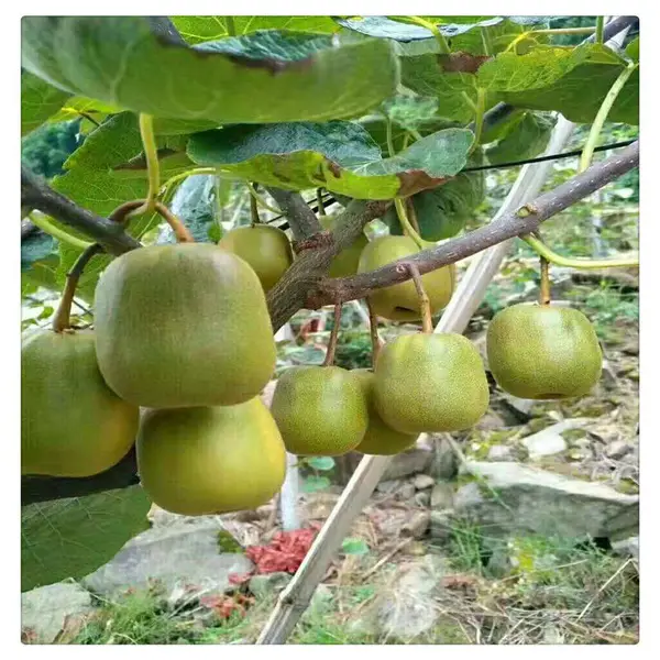 �������ۼ޽�⨺��� ����⨺����� С�� ���ֵ�⨺�����