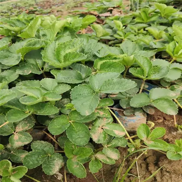 帅阳草莓苗 供应 百亩*** 育苗种植无病虫害