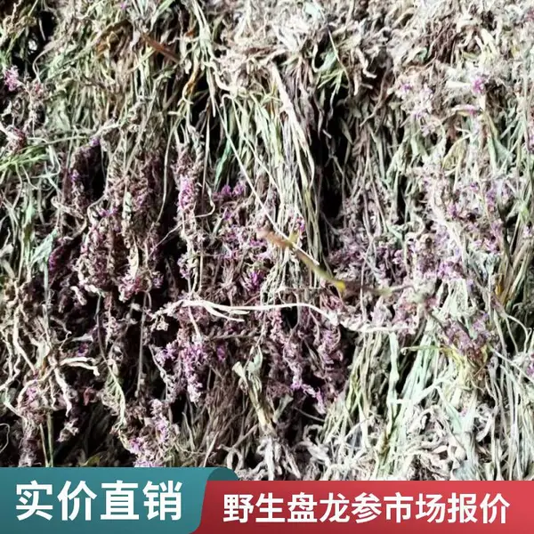 天然盘龙参图片 供应盘龙参 水灵芝 马蹬草中草药