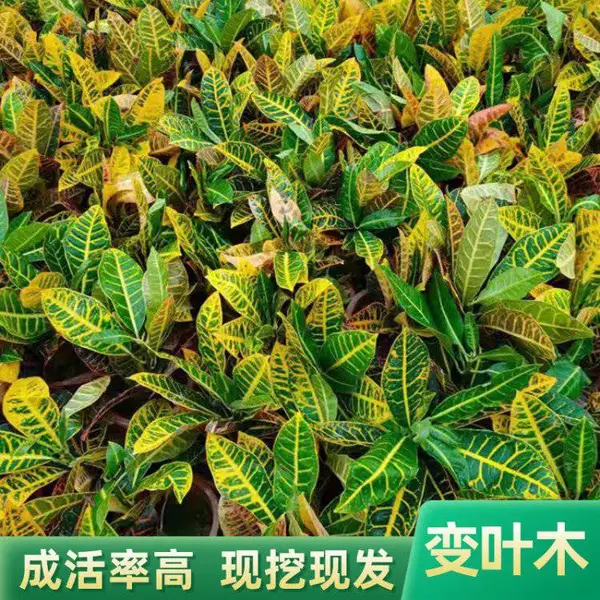 变叶木 洒金变叶木 彩霞变叶木 变叶木养殖 变叶木品种