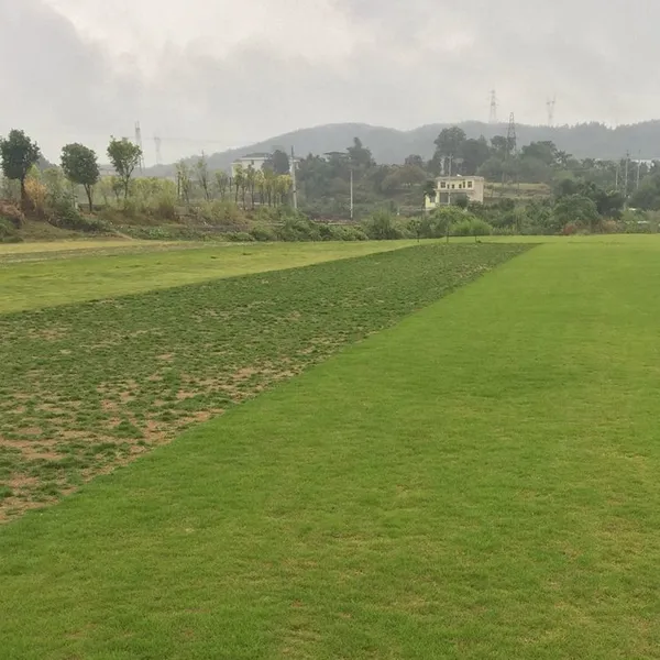 马尼拉草皮 湖北咸宁生态旅游景点绿化用的草坪基地***格 草坪种植方法