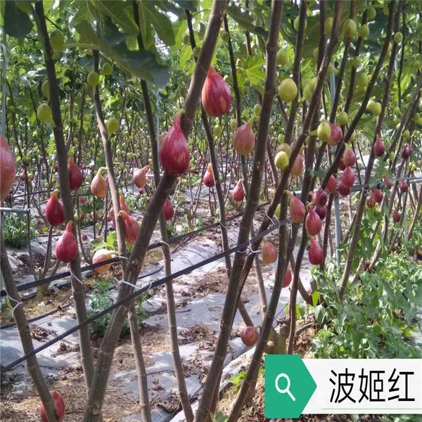 芭劳奈无花果苗基地生长习性, 无花果苗 厂商出售 ,惠农农业 供货商