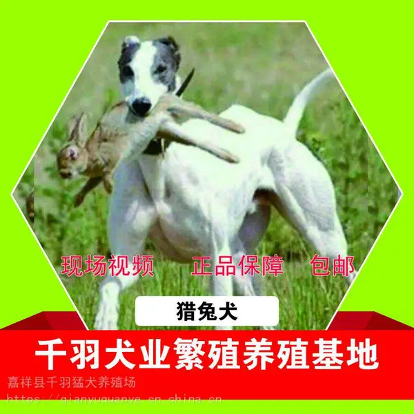 纯种格力细狗猎兔犬狗活体猎兔犬幼犬山东猎狗惠比特猎犬灵缇包邮