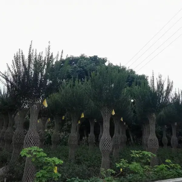 �Ĵ�ֲ�������������� ����Բ���۸� ��ޱ�����Ļ�������