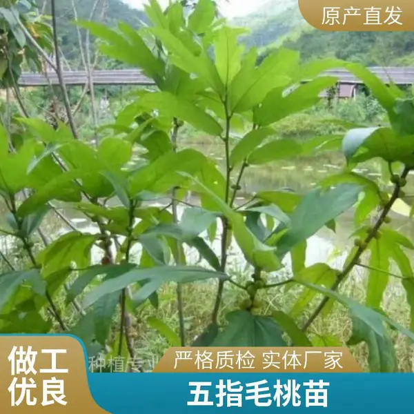 大量供应五指毛桃苗 规格多样多种选苗 服务用心 技术指导