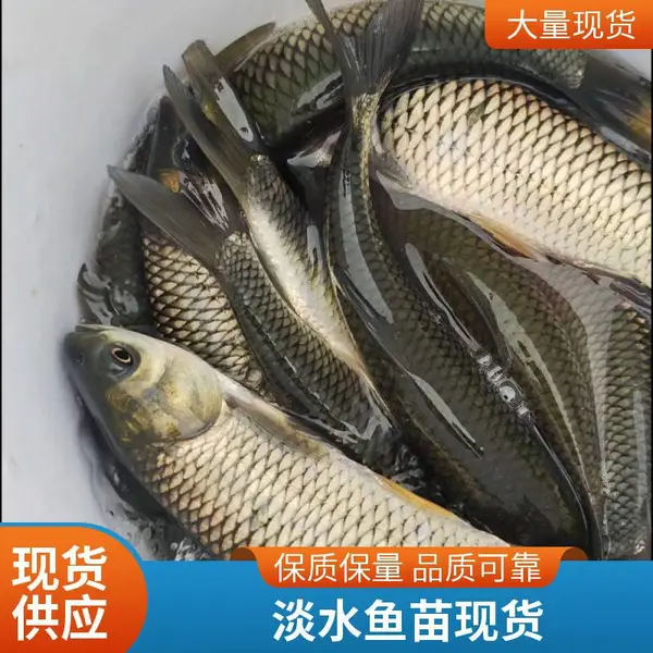 山东潍坊本地草鱼苗鲤鱼鱼苗养殖场供应鱼苗配套服务完善