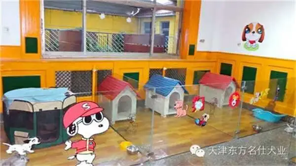 河西宠物犬寄养-东方名仕犬类训练-宠物犬寄养费用