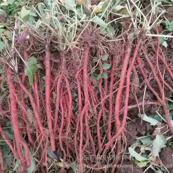 批发丹参种苗,菏泽丹参种植,丹参苗基地,菏泽丹参苗