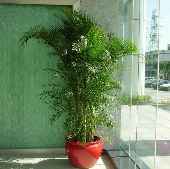 朝阳绿植租摆朝阳绿植租赁朝阳绿植养护