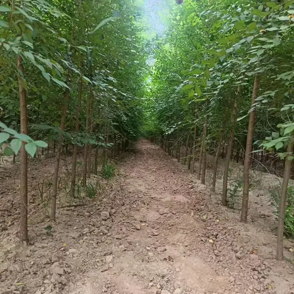 陕西渭南二乔苗木榆树苗种植基地装车价格,5公分榆树苗厂家批发,榆树小苗产地报价