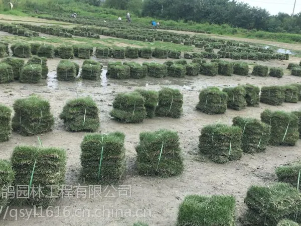 开春工程绿化草坪,台湾二号实平方价格,成都草坪基地