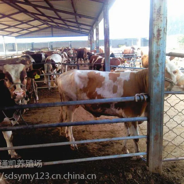 三元杂交牛 改良肉牛犊 牛羊 哪有小牛犊出售 现在鲁西黄牛多少钱 包邮