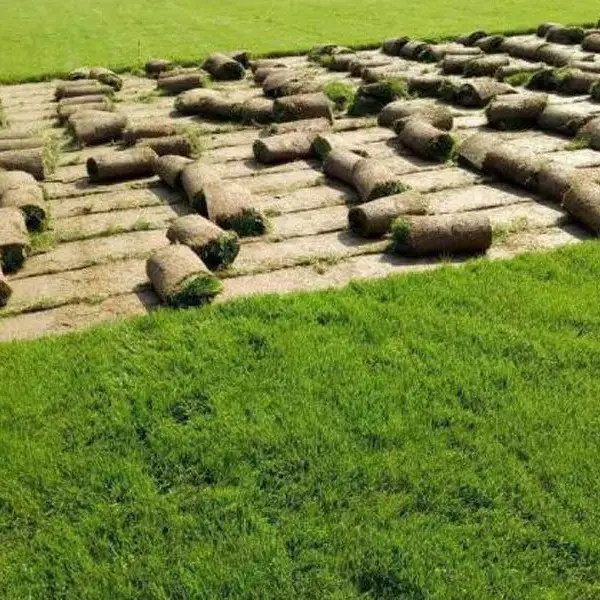 公共绿地百慕大草坪基地-公共绿地百慕大草坪-商丘春风草坪好