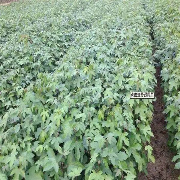 枫香苗大苗批发 江西枫香树苗 江西枫香小苗 九江枫香基地批发