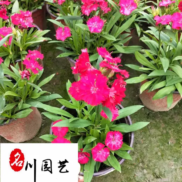 石竹苗圃基地现货供应 石竹花卉苗木批发 四川时令草花批发 自产自销 量大优惠