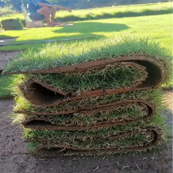 河源兰引三号草皮 小区绿化草皮 不挑土壤