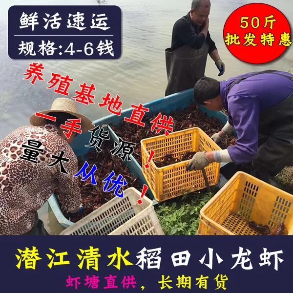 2022 小龙虾上市了 一手货源 让您赚钱 麻辣小龙虾 速冻虾尾