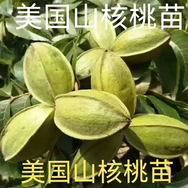 春丰苗木 美国山核桃容器苗2公分粗 产量高 盆栽地栽 效果佳