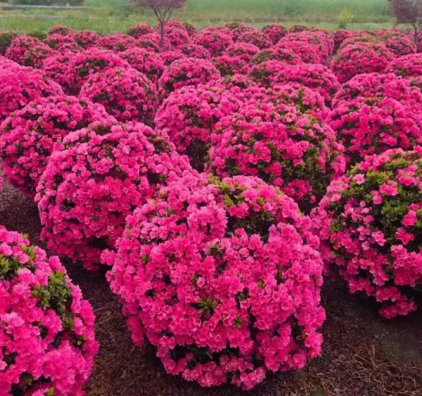 供应杜鹃球 球形饱满开花茂 耐半阴适应性强 庭院绿化工程用苗