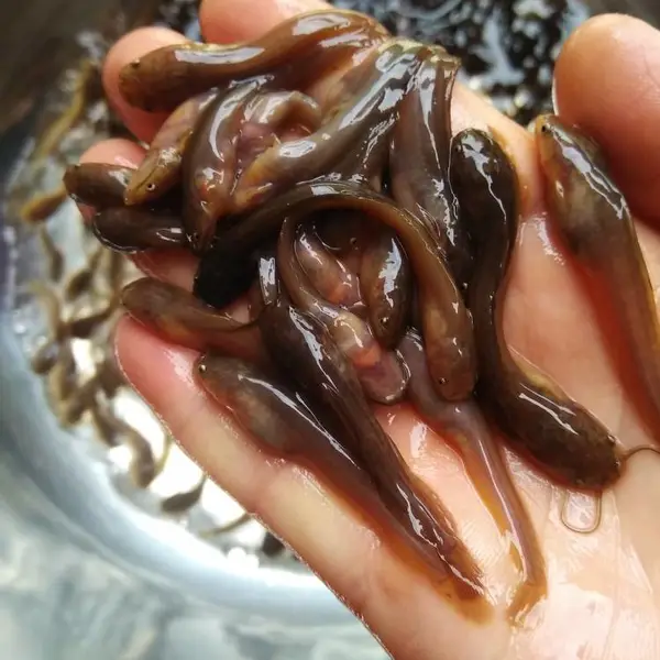 供应中山本地塘虱鱼苗胡子鲶塘角鱼苗