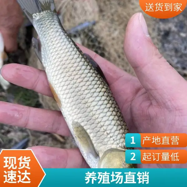山东菏泽本地草鱼苗鲤鱼鱼苗养殖场 荷花塘 藕塘 虾蟹塘混养用苗