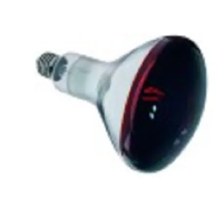 �¹�SCHOLL��������ȹ�710135�����أ����µ�