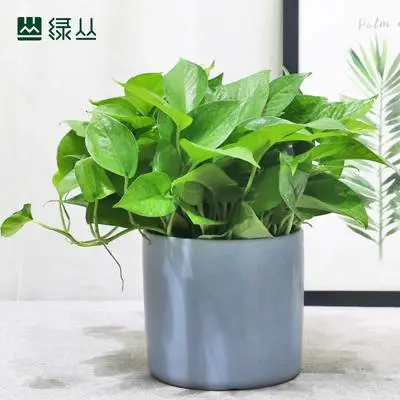 除甲醛,净化空气,武汉植物盆栽 绿植花卉 办公绿化 绿丛园林绿箩 室内绿化,