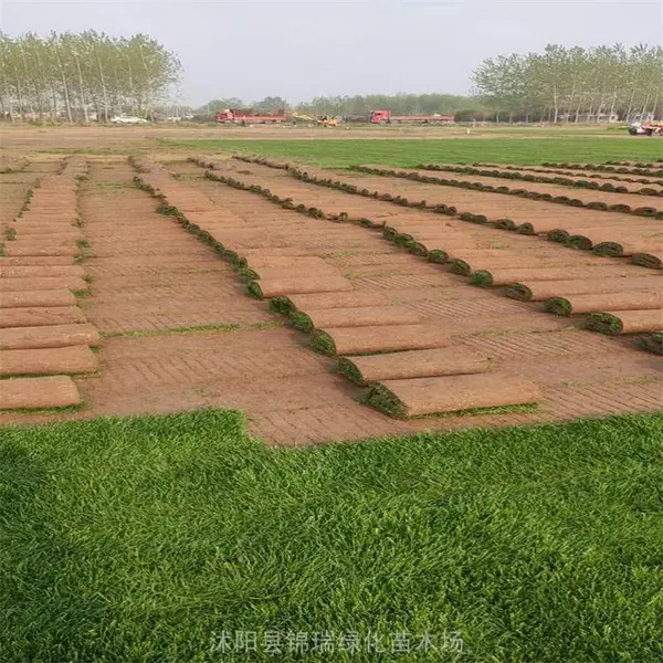 山东草坪从这里买 有耐寒四季青 耐践踏马尼拉 泥培好成活