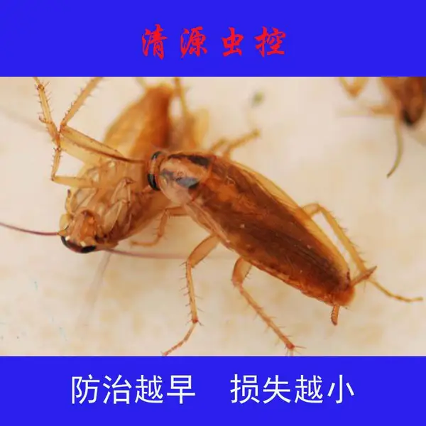 清源虫控 常州武进泰兴食品厂餐饮除蟑螂公司上门多少钱 专业除蟑螂