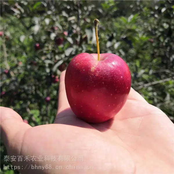 当年结果的鸡心果苗哪里有 山东1-3-5公分鸡心果树苗批发基地