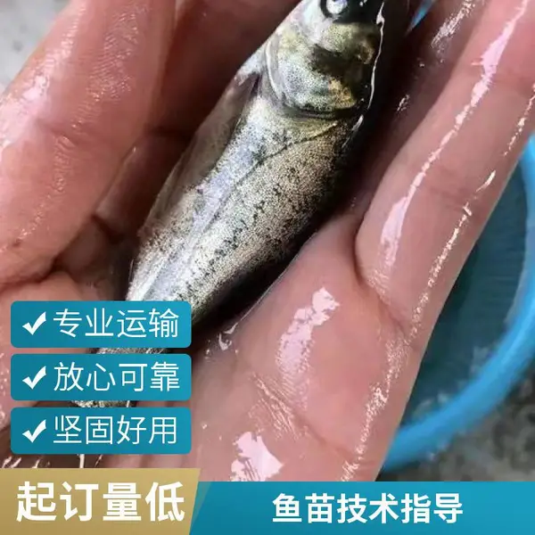 山东潍坊本地花鲢白鲢鱼苗养殖场 一手货源 成活率高 技术指导